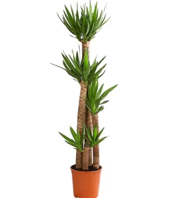 Yucca-Palme - Yucca elephantipes