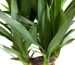 Yucca-Palme - Yucca elephantipes