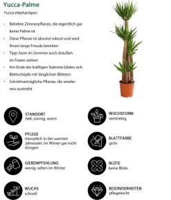 Yucca-Palme - Yucca elephantipes