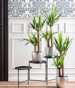 Yucca-Palme - Yucca elephantipes
