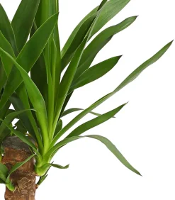 Yucca-Palme - Yucca elephantipes