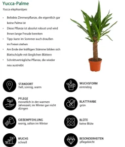 Yucca-Palme - Yucca elephantipes