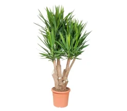 Yucca-Palme - Yucca elephantipes, verzweigt