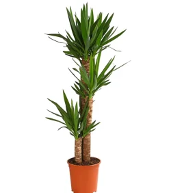 Yucca-Palme - Yucca elephantipes