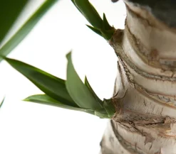 Yucca-Palme - Yucca elephantipes