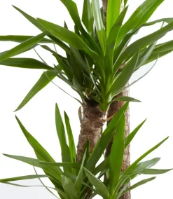 Yucca-Palme - Yucca elephantipes