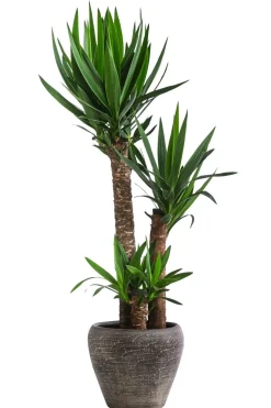 Yucca-Palme - Yucca elephantipes