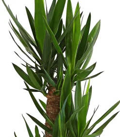 Yucca-Palme - Yucca elephantipes
