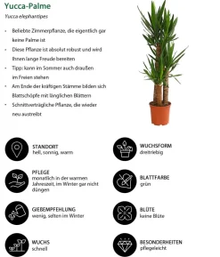 Yucca-Palme - Yucca elephantipes