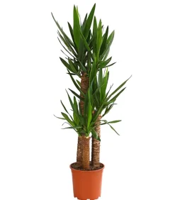 Yucca-Palme - Yucca elephantipes