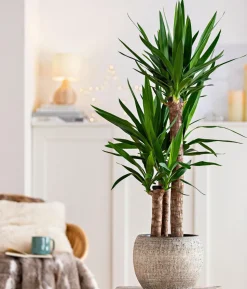 Yucca-Palme - Yucca elephantipes
