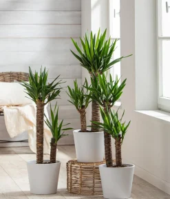 Yucca-Palme - Yucca elephantipes