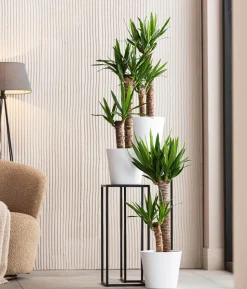 Yucca-Palme - Yucca elephantipes