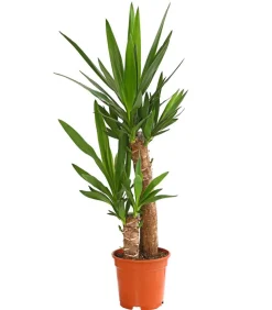 Yucca-Palme - Yucca elephantipes