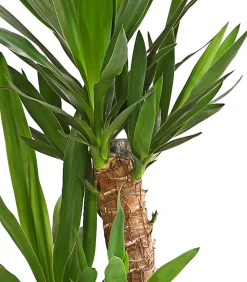 Yucca-Palme - Yucca elephantipes