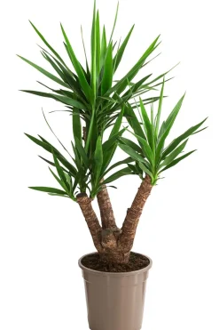 Yucca-Palme - Yucca elephantipes, verzweigt