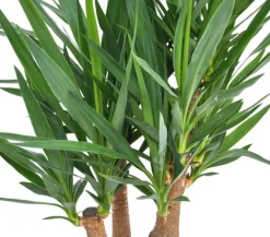 Yucca-Palme - Yucca elephantipes, verzweigt