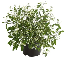 Zauberschnee 'Diamond Frost'