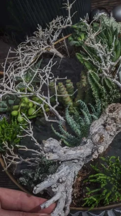 Zebra-Haworthie - Haworthia fasciata