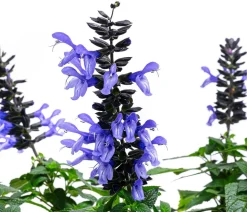 Ziersalbei 'Salgoon'
