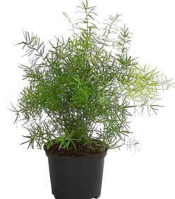 Zierspargel