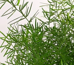 Zierspargel - Asparagus densiflorus 'Sprengeri'