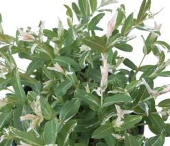 Zierweide 'Hakuro Nishiki'