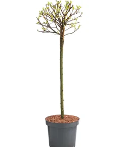 Zierweide 'Hakuro Nishiki'