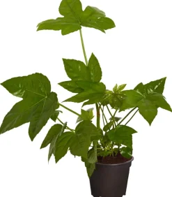 Zimmeraralie - Fatsia japonica