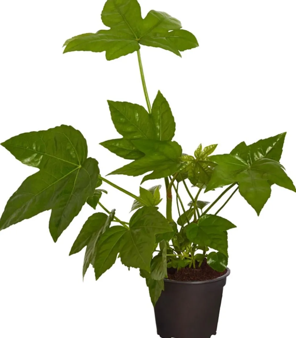 Zimmeraralie - Fatsia japonica