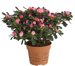 Zimmerazalee - Rhododendron simsii 'Scherrer'