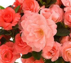 Zimmerazalee - Rhododendron simsii 'Rosalea'