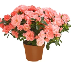 Zimmerazalee - Rhododendron simsii 'Rosalea'
