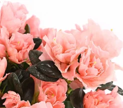 Zimmerazalee - Rhododendron simsii 'Christine®'