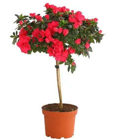 Zimmerazalee - Rhododendron simsii, Stämmchen, verschiedene Farben