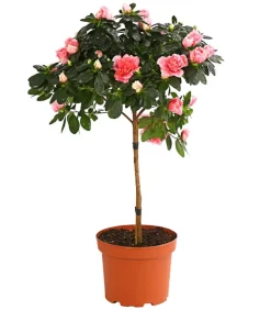 Zimmerazalee - Rhododendron simsii, Stämmchen, verschiedene Farben