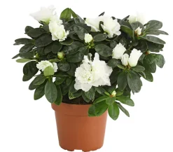 Zimmerazalee - Rhododendron simsii