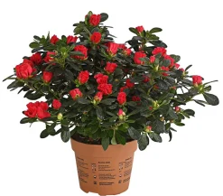 Zimmerazalee - Rhododendron simsii 'Scherrer'