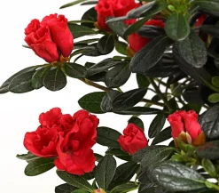 Zimmerazalee - Rhododendron simsii 'Scherrer'