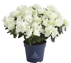 Zimmerazalee - Rhododendron simsii 'Christine Belli'