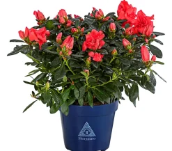 Zimmerazalee - Rhododendron simsii 'Sienna®'