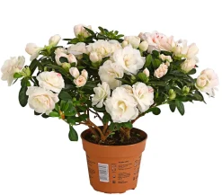 Zimmerazalee - Rhododendron simsii 'Rosalea'