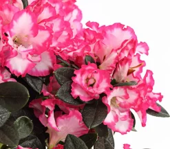 Zimmerazalee - Rhododendron simsii, zweifarbig