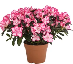 Zimmerazalee - Rhododendron simsii, zweifarbig