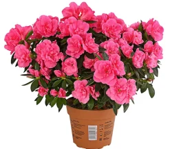 Zimmerazalee - Rhododendron simsii 'Remembrance'