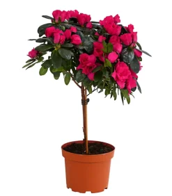 Zimmerazalee - Rhododendron simsii, Stämmchen, verschiedene Farben
