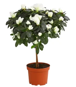 Zimmerazalee - Rhododendron simsii, Stämmchen, verschiedene Farben