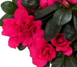 Zimmerazalee - Rhododendron simsii, Stämmchen, verschiedene Farben