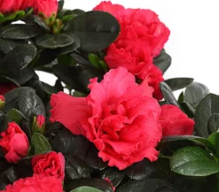 Zimmerazalee - Rhododendron simsii, Stämmchen, verschiedene Farben