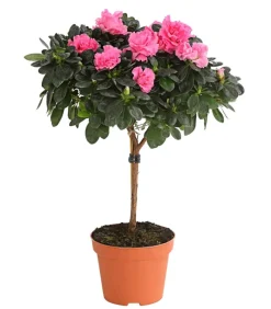 Zimmerazalee - Rhododendron simsii, Stämmchen, verschiedene Farben